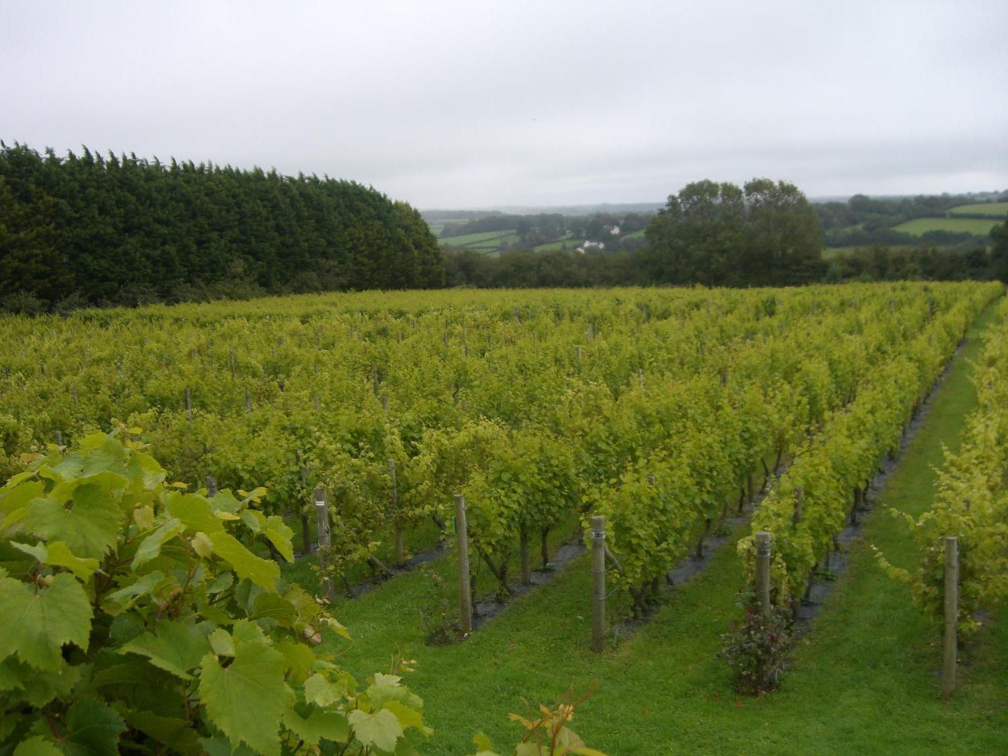 Glyndwr Vineyard Hotel Cowbridge Exterior foto